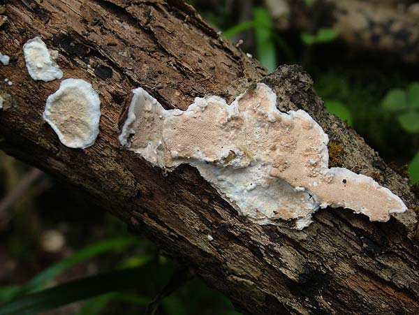 meruliopsis corium