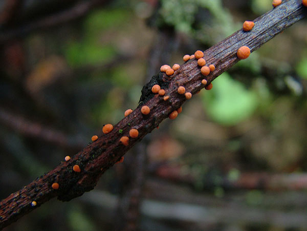 tubercularia vulgaris