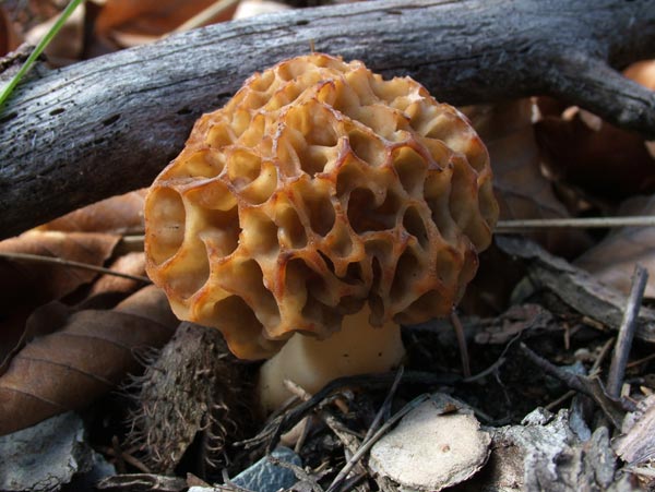 morchella esculenta