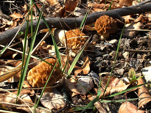 Morchella esculenta