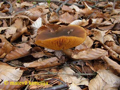 Melanoleuca cognata var. robusta