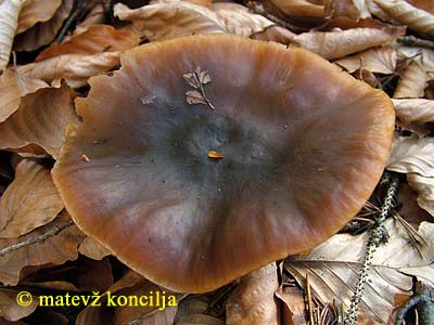 Melanoleuca cognata var. robusta