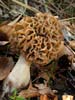 morchella esculenta