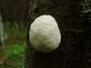 reticularia lycoperdon