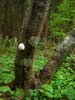 reticularia lycoperdon