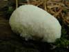 reticularia lycoperdon