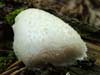 reticularia lycoperdon