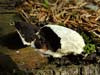 reticularia lycoperdon