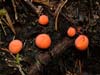 lycogala epidendrum