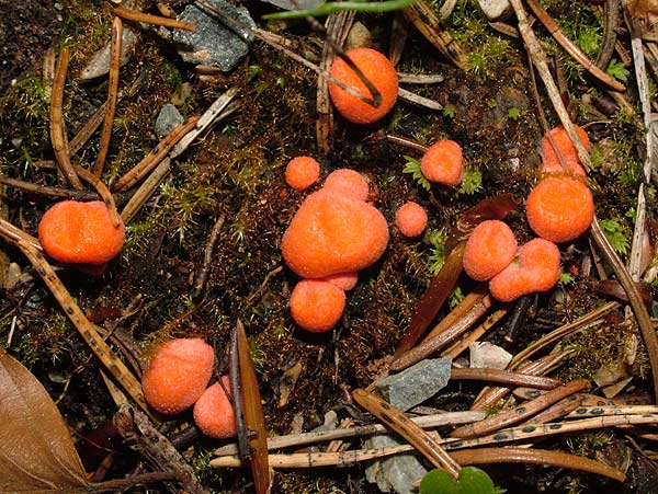 lycogala epidendrum