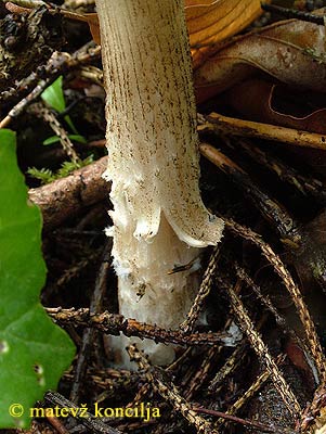 melanoleuca verrucipes