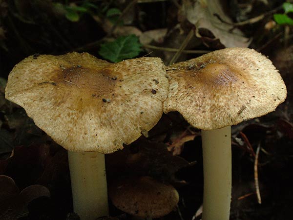 inocybe margaritispora