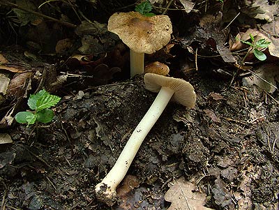 inocybe margaritispora