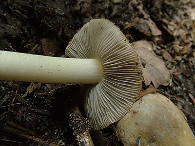 inocybe margaritispora