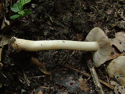 inocybe margaritispora