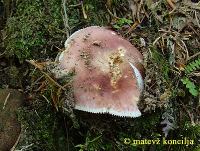 russula vesca