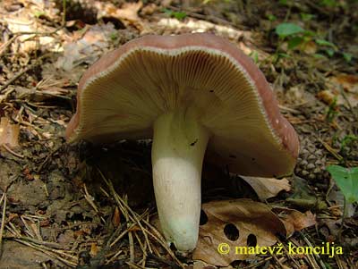 russula vesca