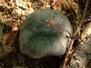 russula cyanoxantha