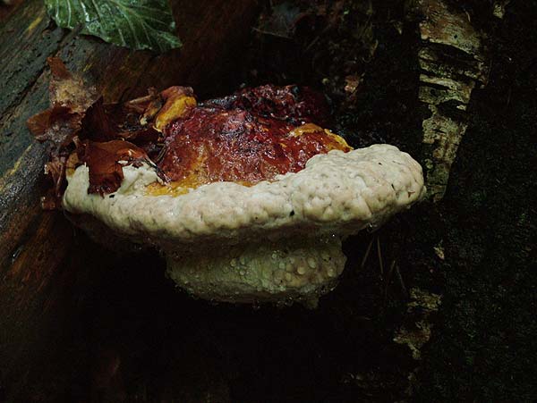 fomitopsis pinicola
