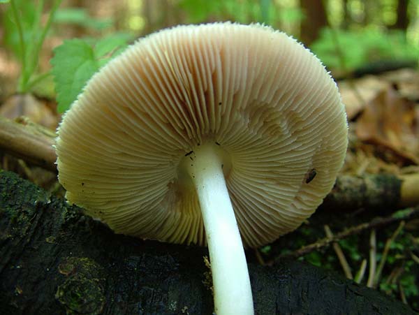 volvariella caesiotincta