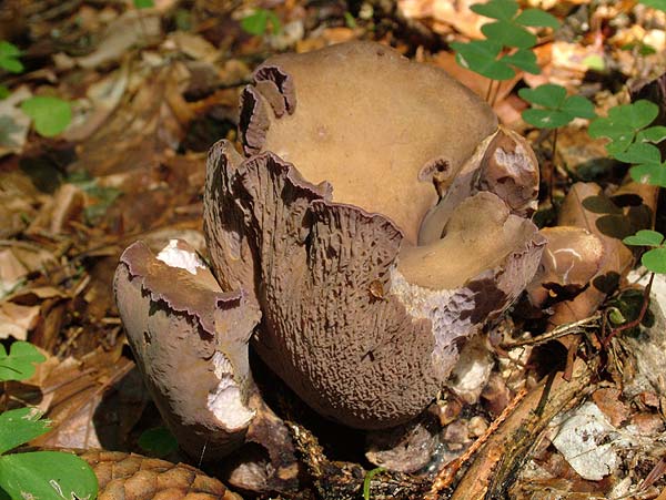 gomphus clavatus