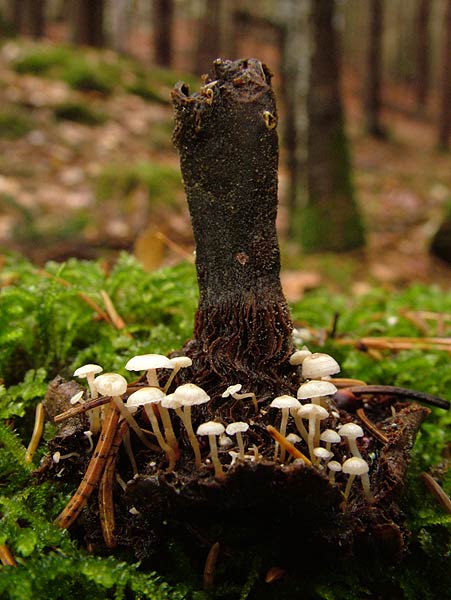 collybia tuberosa