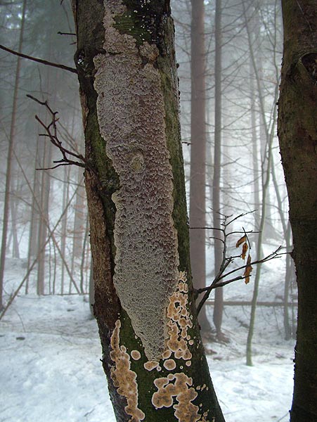 Knotiger Schillerporling