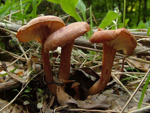 Bonomyces sinopicus - Kohlentrichterling