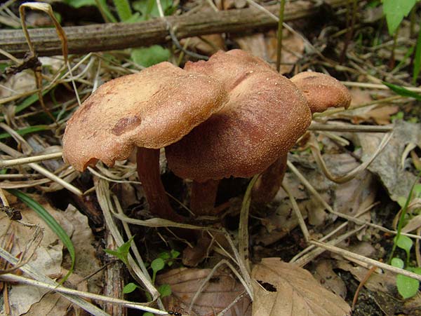 Bonomyces sinopicus - Kohlentrichterling