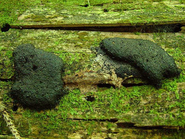 ein Myxomycete
