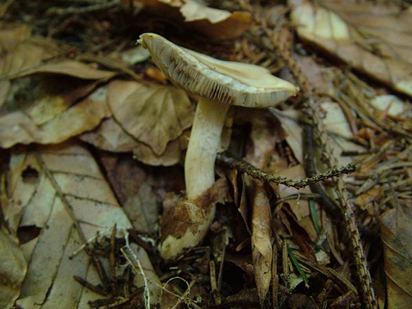 Agrocybe species