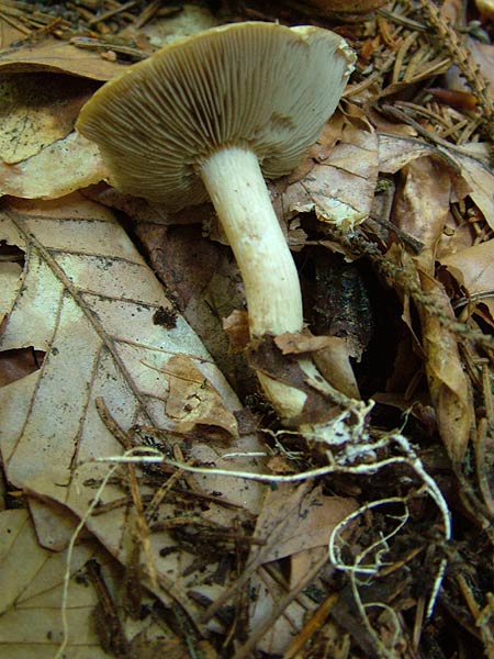 Agrocybe species