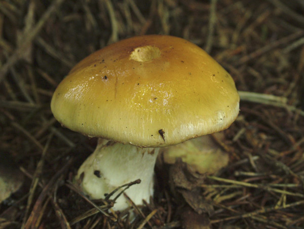 cortinarius varius