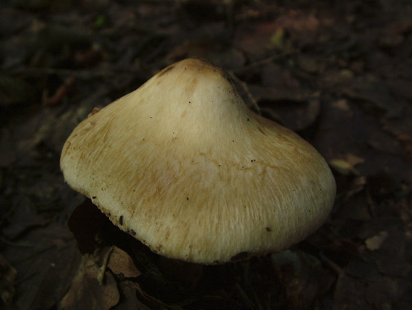 inocybe fraudans