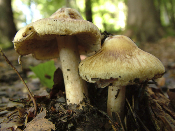 inocybe fraudans