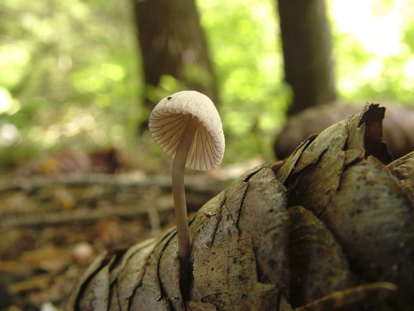 mycena rubromarginata