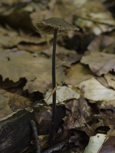 marasmius alliaceus