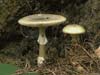 amanita phalloides