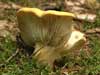 lactarius volemus