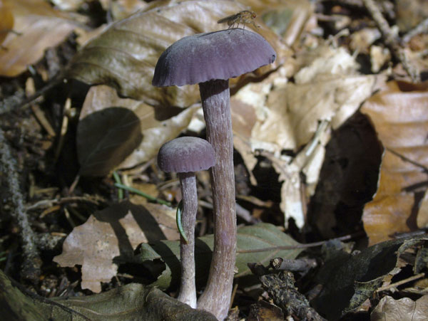 laccaria amethystina