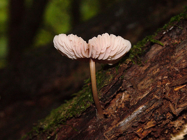 mycena galericulata