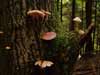 mycena galericulata
