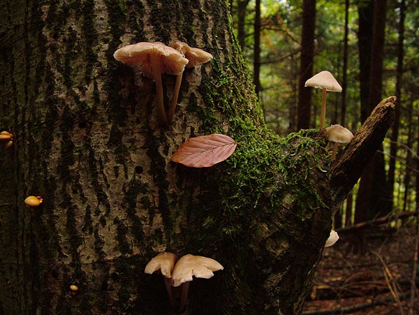 mycena galericulata