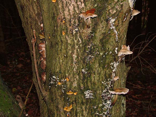 mycena galericulata