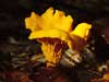 cantharellus cibarius