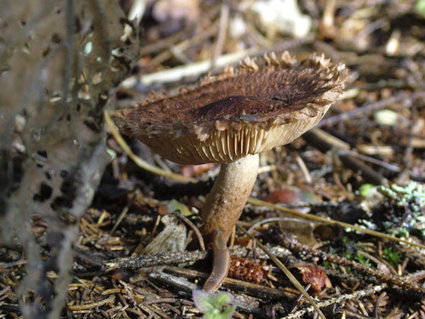 tricholoma vaccinum