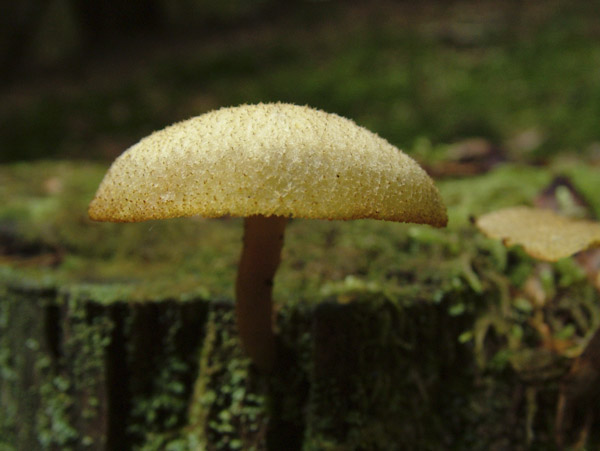 tricholomopsis decora