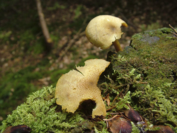 tricholomopsis decora