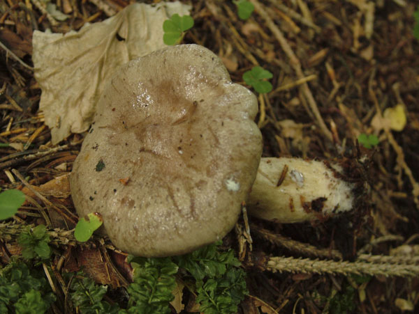 lactarius blennius