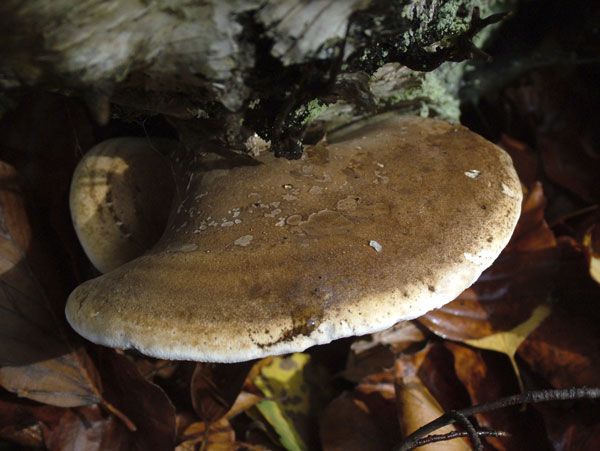 piptoporus betulinus